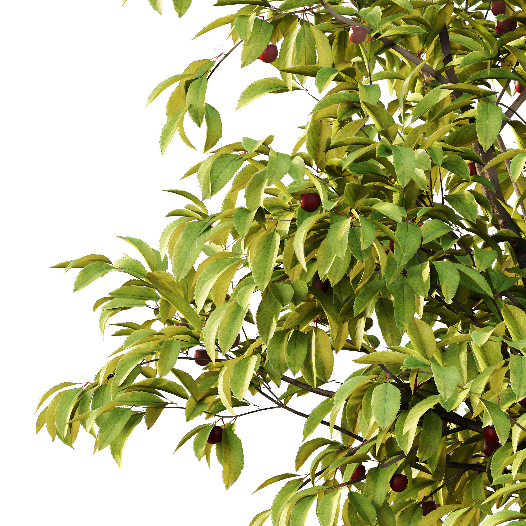 Prunus pseudocerasus Diospyros Kaki Fruit Tree 01 3D model_5