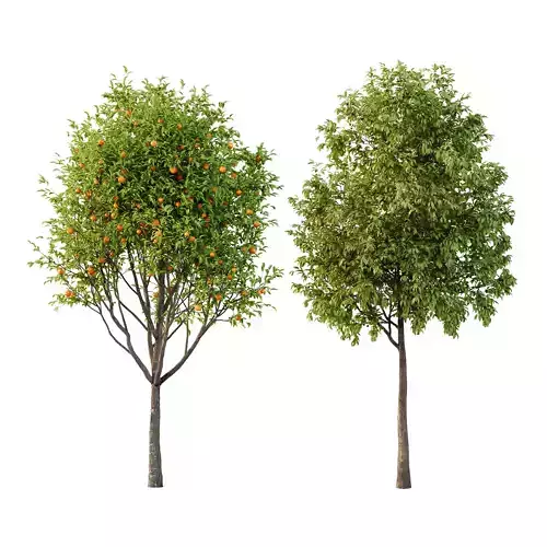 Prunus pseudocerasus Diospyros Kaki Fruit Tree 01