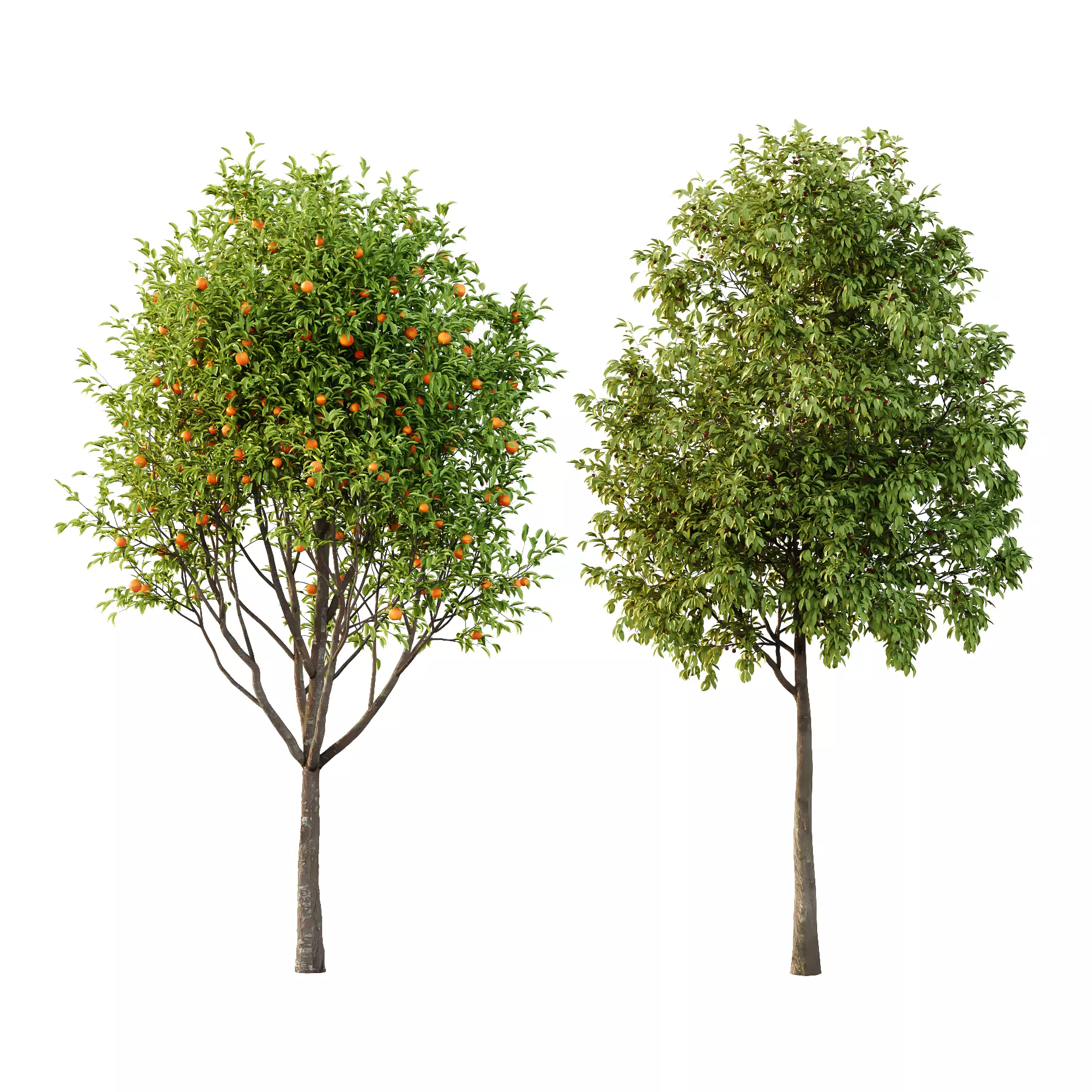 Prunus pseudocerasus Diospyros Kaki Fruit Tree 01 3D model_0