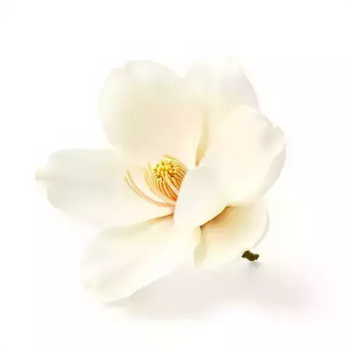 White Magnolia Flower Model Pack Low-poly 3D model