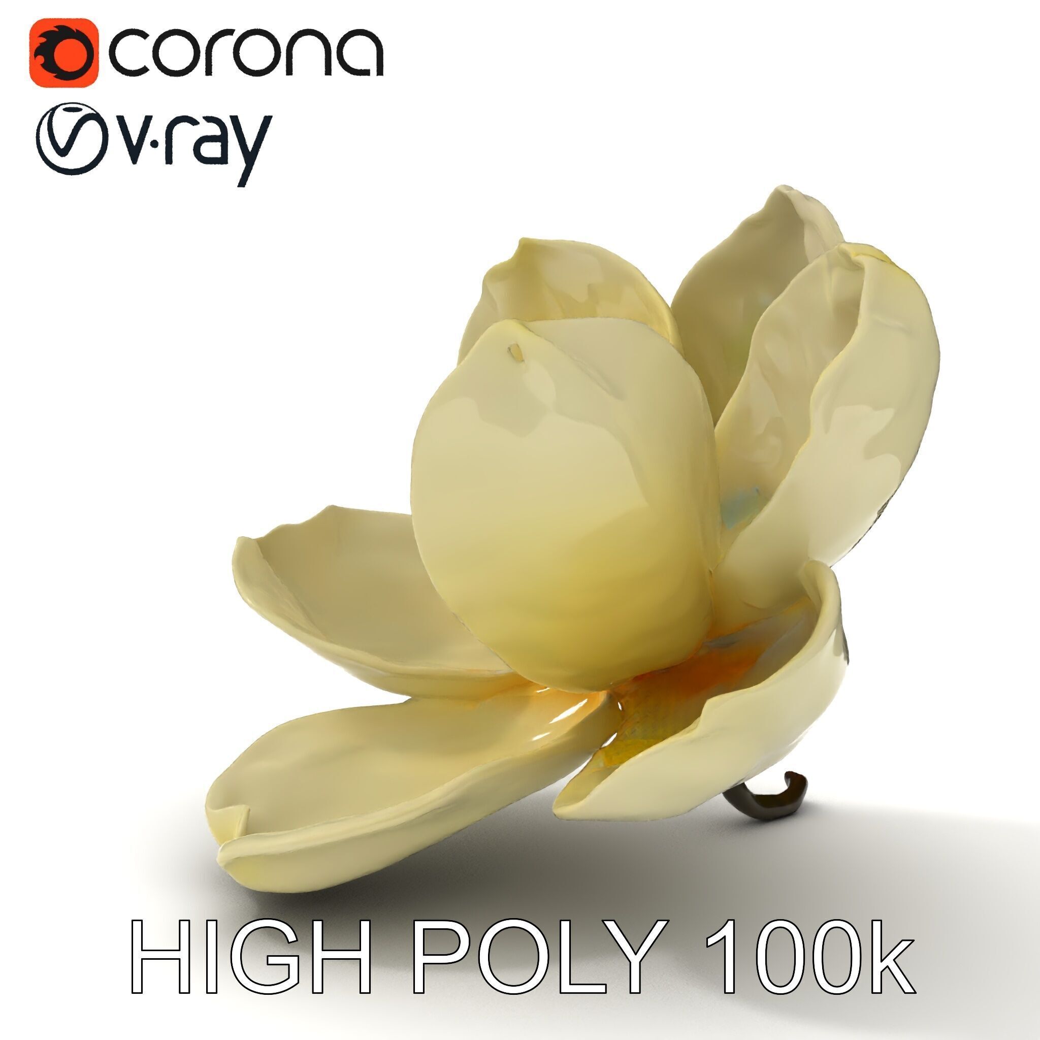 White Magnolia Flower Model Pack Low-poly 3D model_26