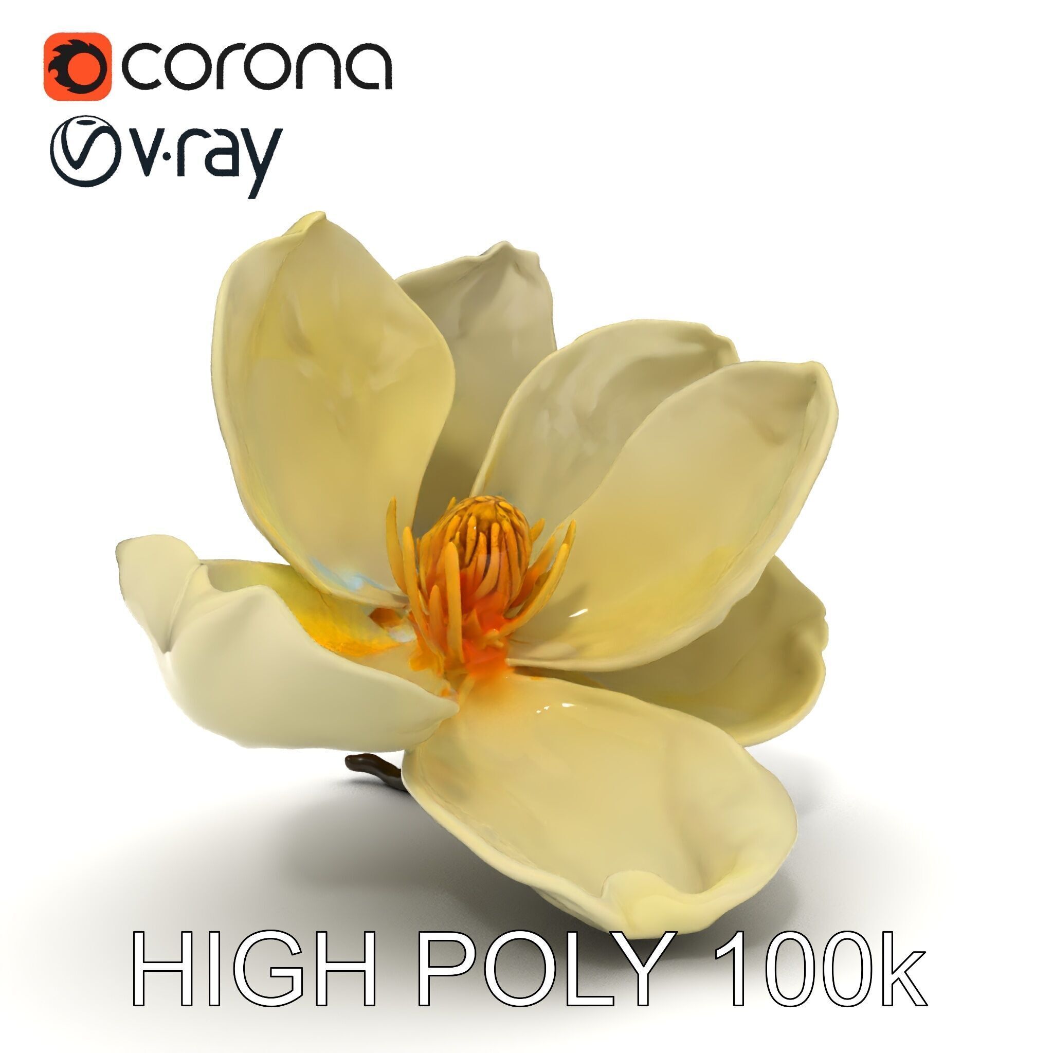 White Magnolia Flower Model Pack Low-poly 3D model_29