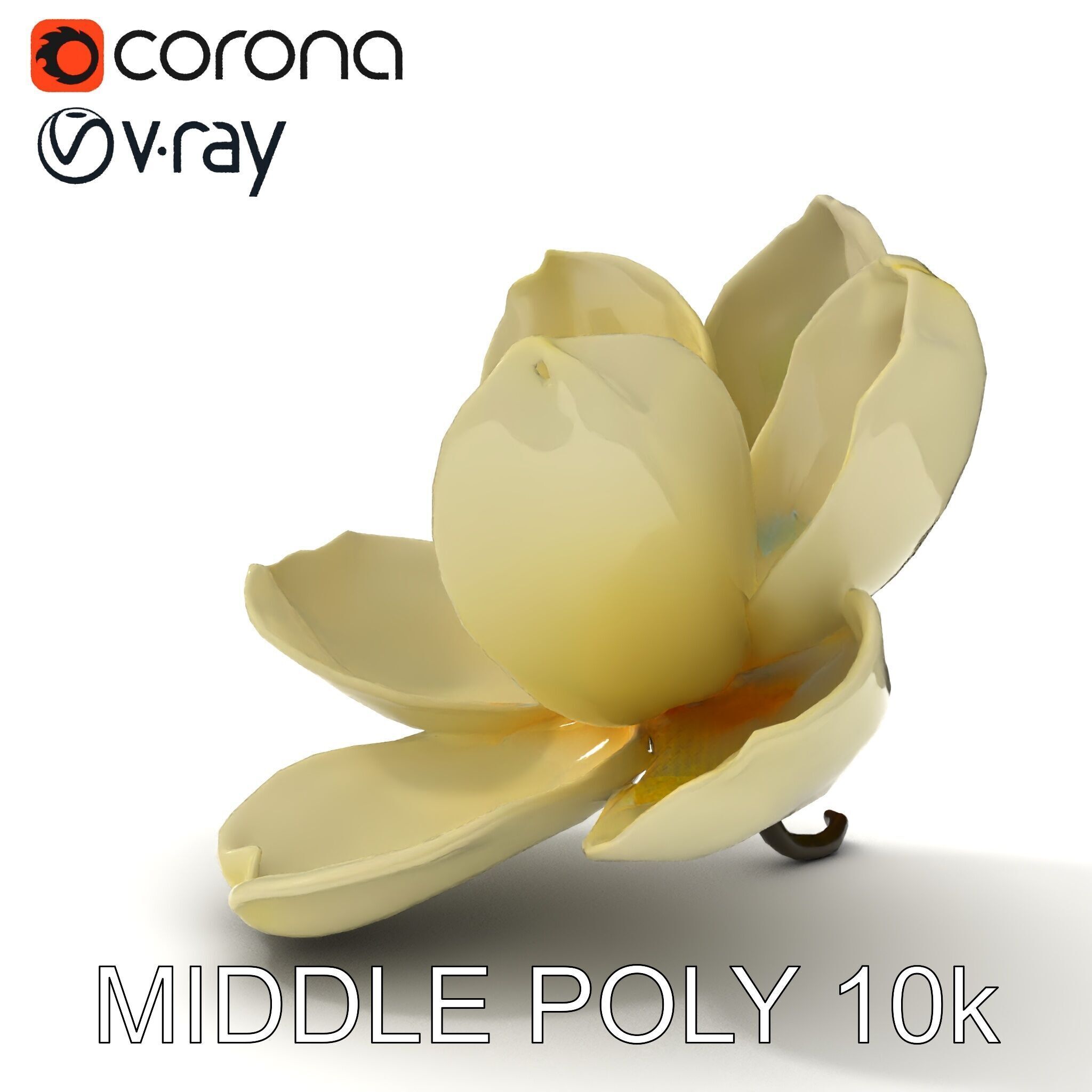 White Magnolia Flower Model Pack Low-poly 3D model_11