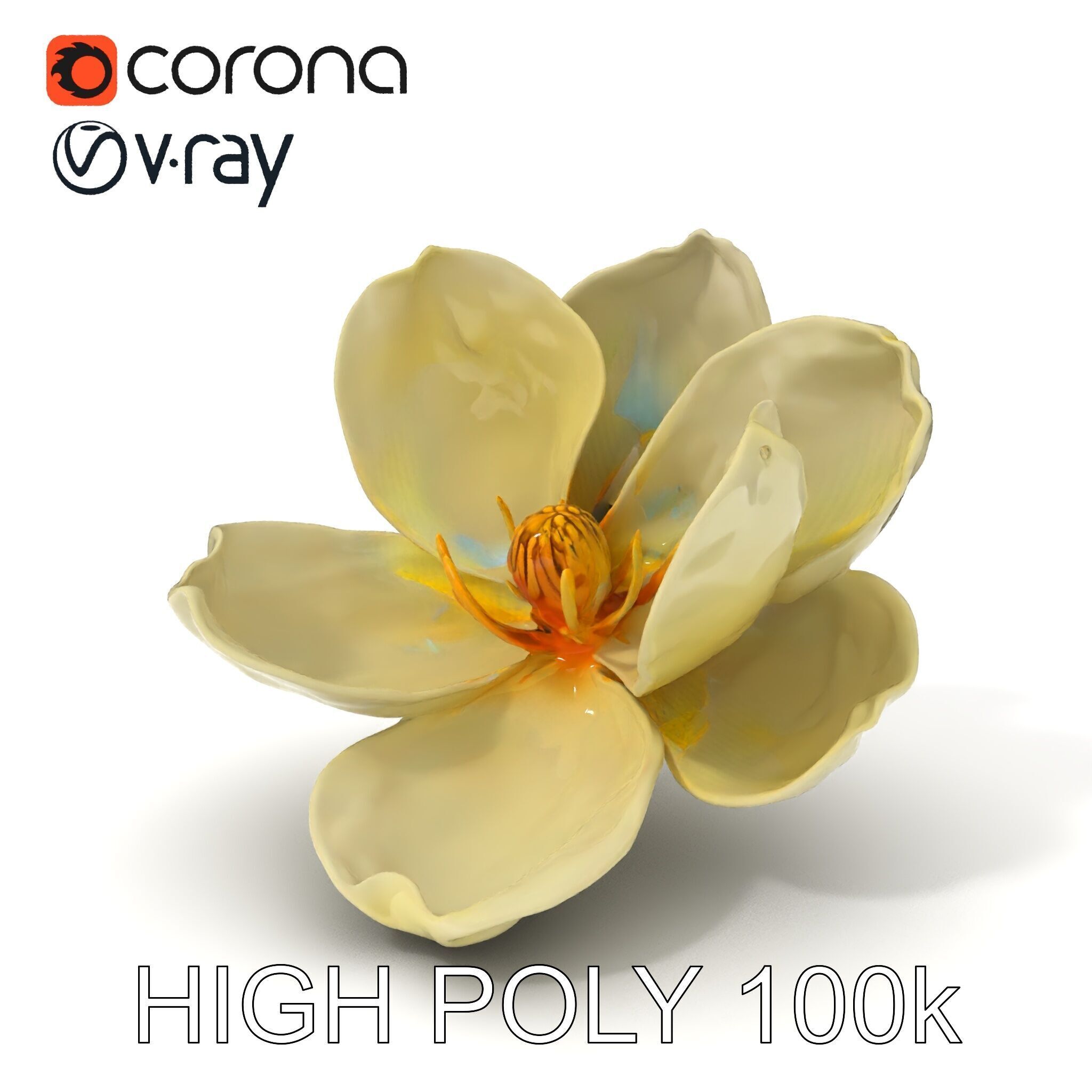 White Magnolia Flower Model Pack Low-poly 3D model_3