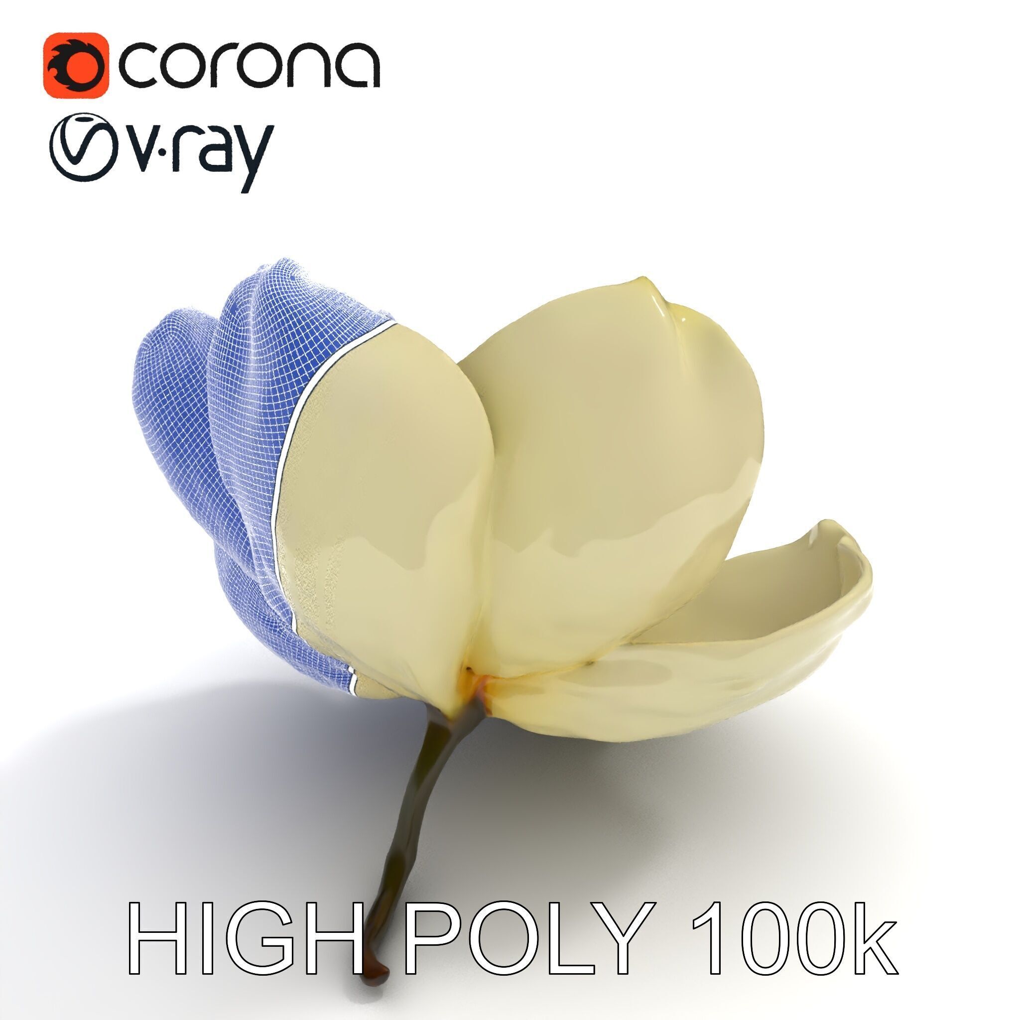 White Magnolia Flower Model Pack Low-poly 3D model_35