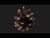 Photorealistic 3D scan of pine conifer cone Low-poly 3D model_1
