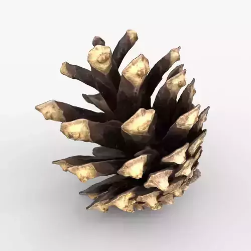 Photorealistic 3D scan of pine conifer cone Low-poly 3D model