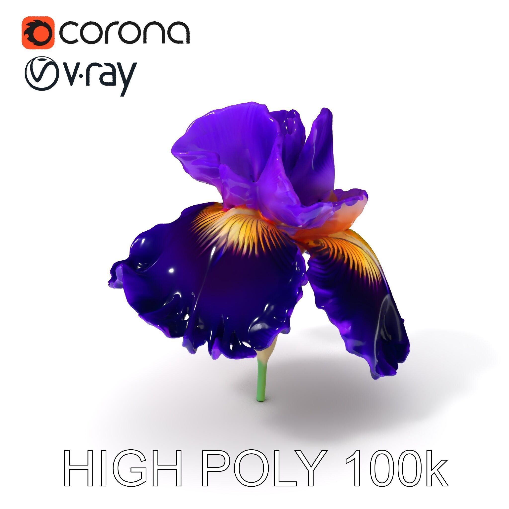 Iris Flower Model Pack with High Detail Textures Low-poly 3D model_3