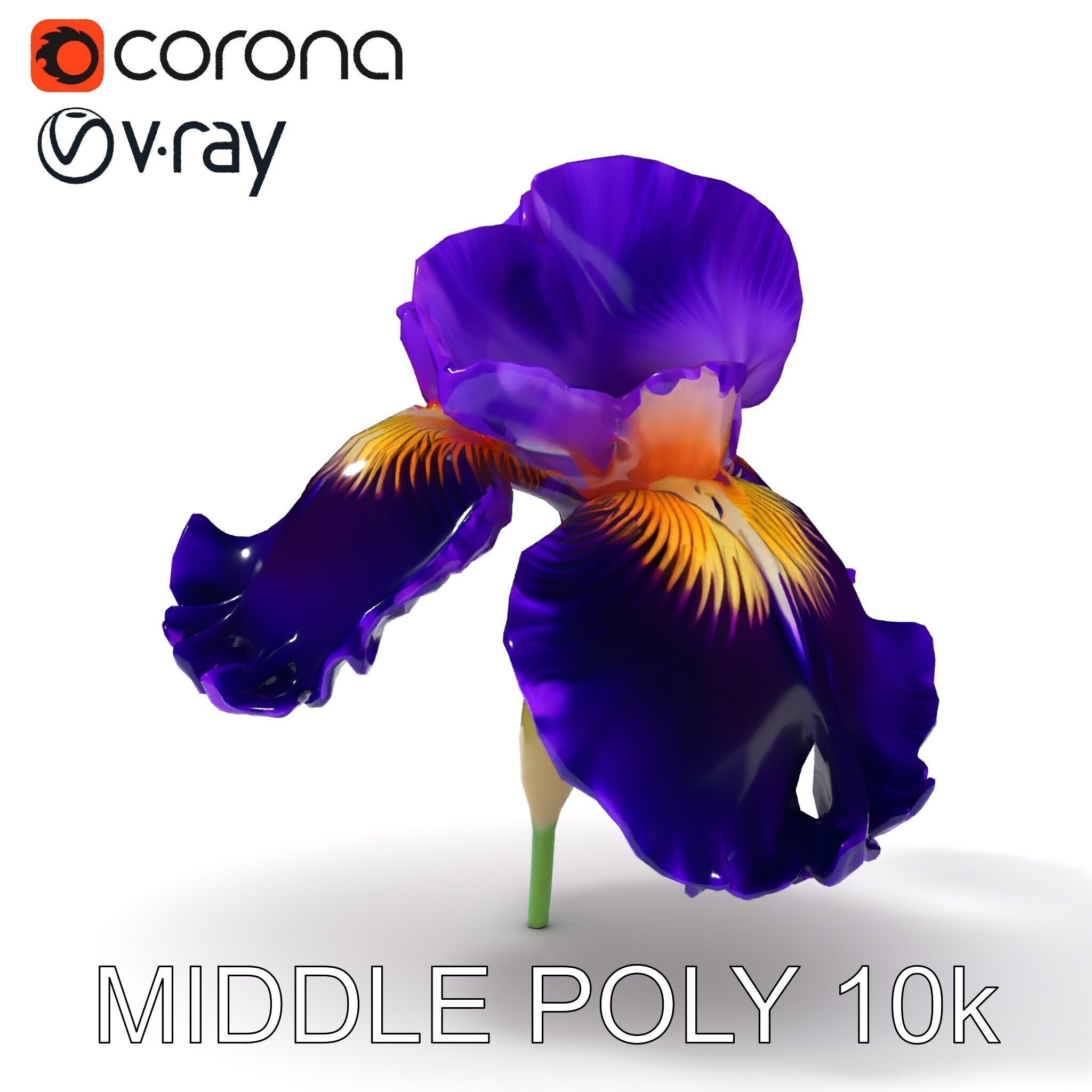 Iris Flower Model Pack with High Detail Textures Low-poly 3D model_28