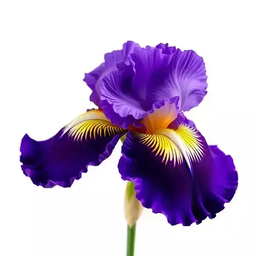 Iris Flower Model Pack with High Detail Textures Low-poly 3D model