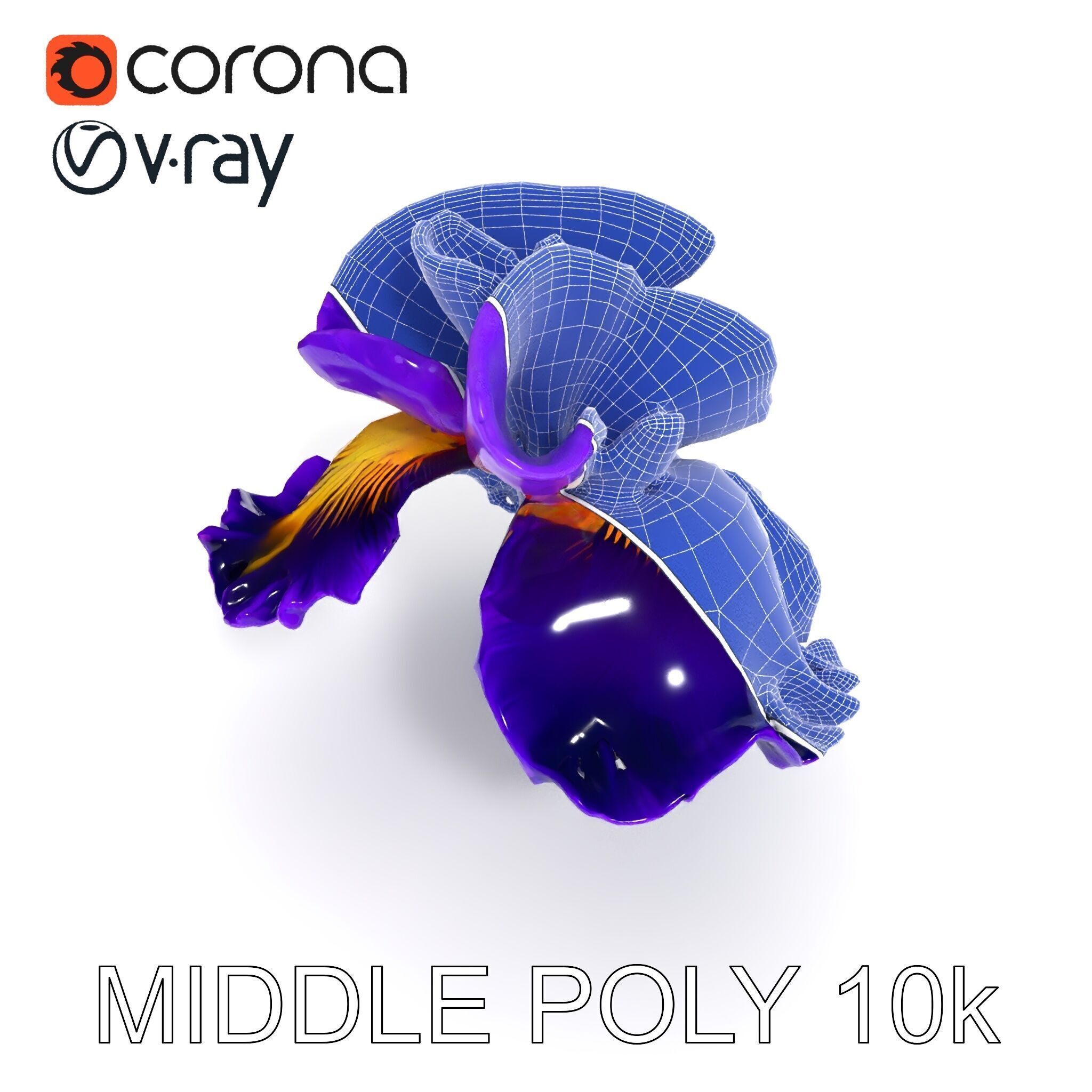 Iris Flower Model Pack with High Detail Textures Low-poly 3D model_20