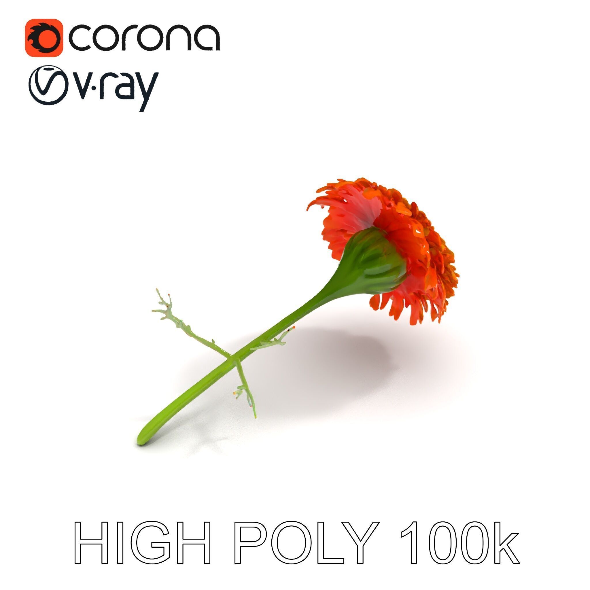 Orange Gerbera Daisy D Model Pack Low-poly 3D model_20