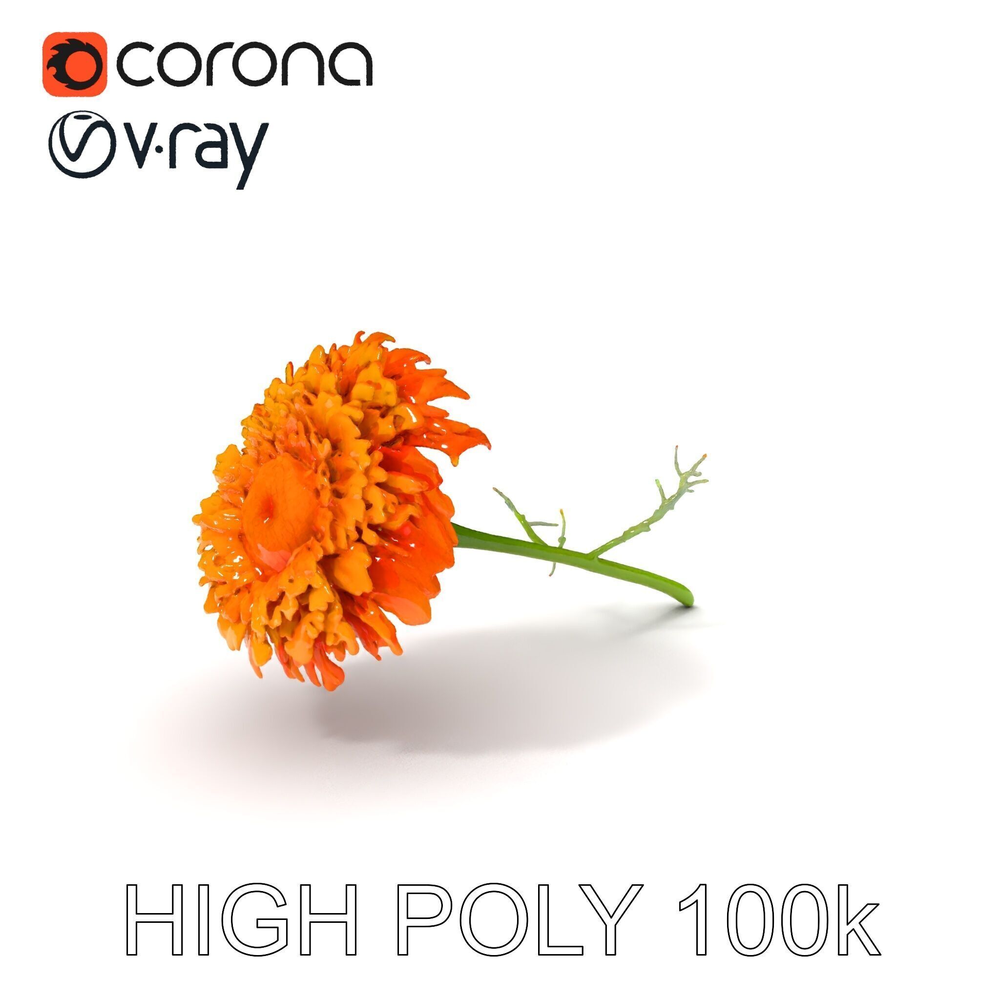 Orange Gerbera Daisy D Model Pack Low-poly 3D model_7