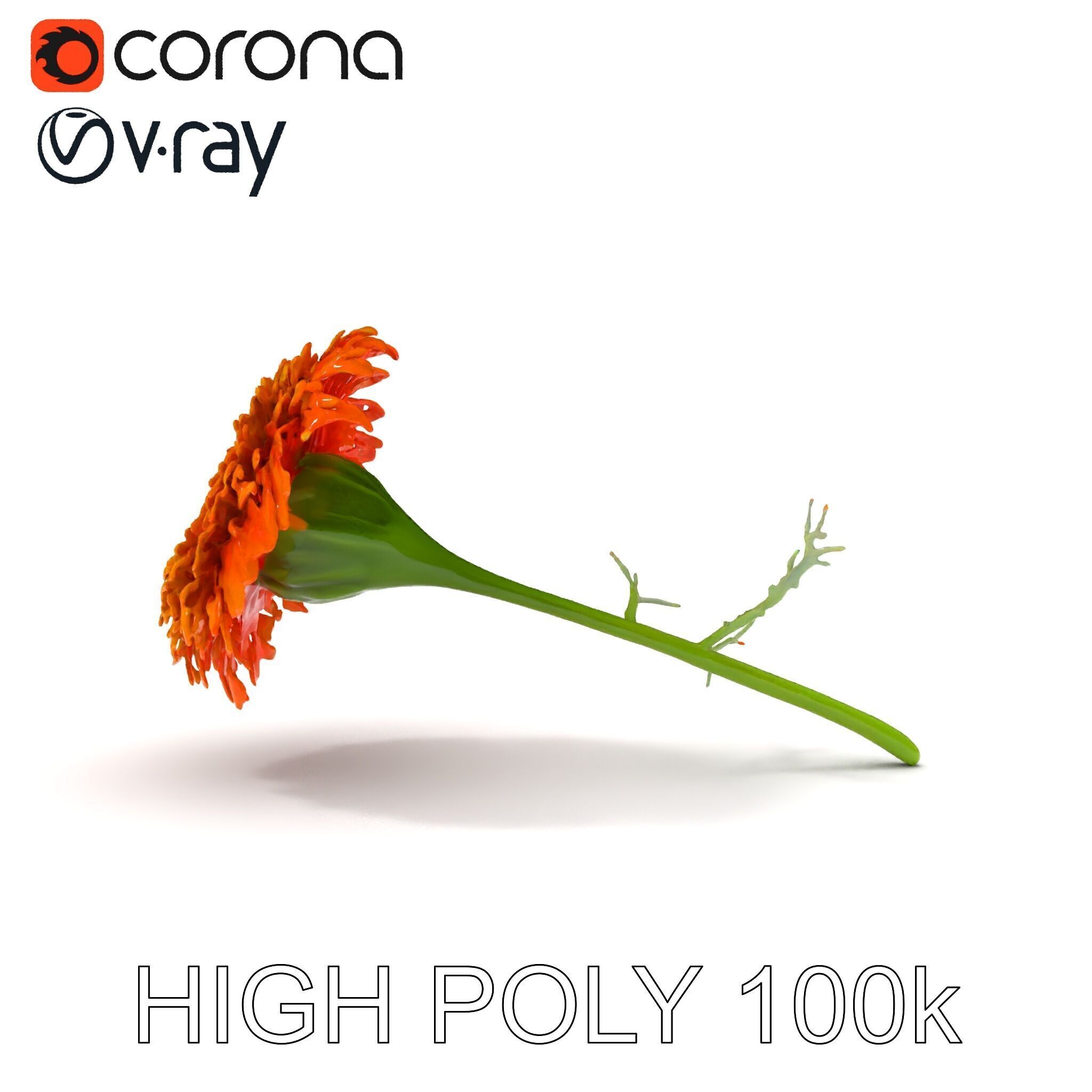 Orange Gerbera Daisy D Model Pack Low-poly 3D model_30