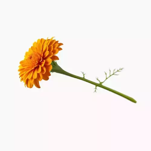 Orange Gerbera Daisy D Model Pack Low-poly 3D model