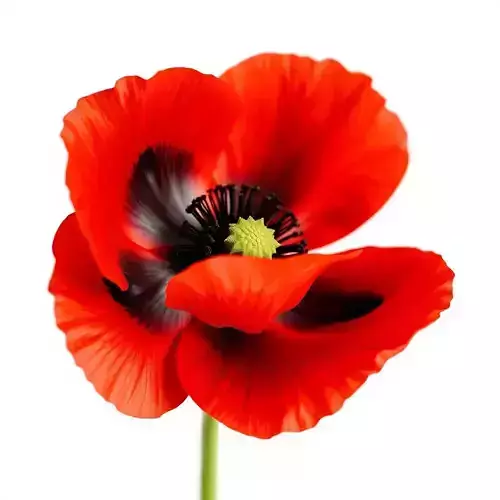 Poppy Flower D Model Pack Low-poly 3D model