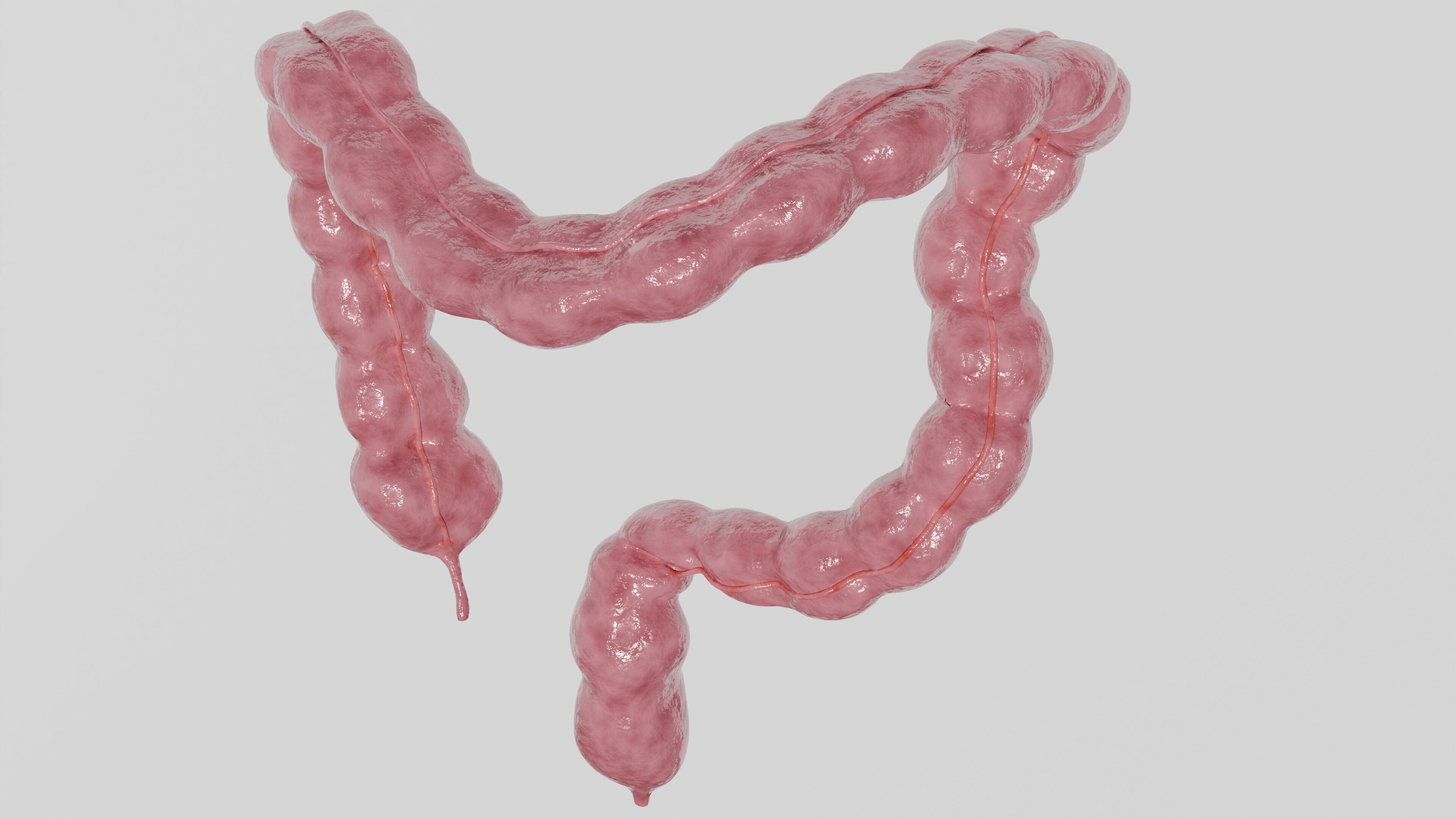 3D Model of Human Large Intestine 3D model_1