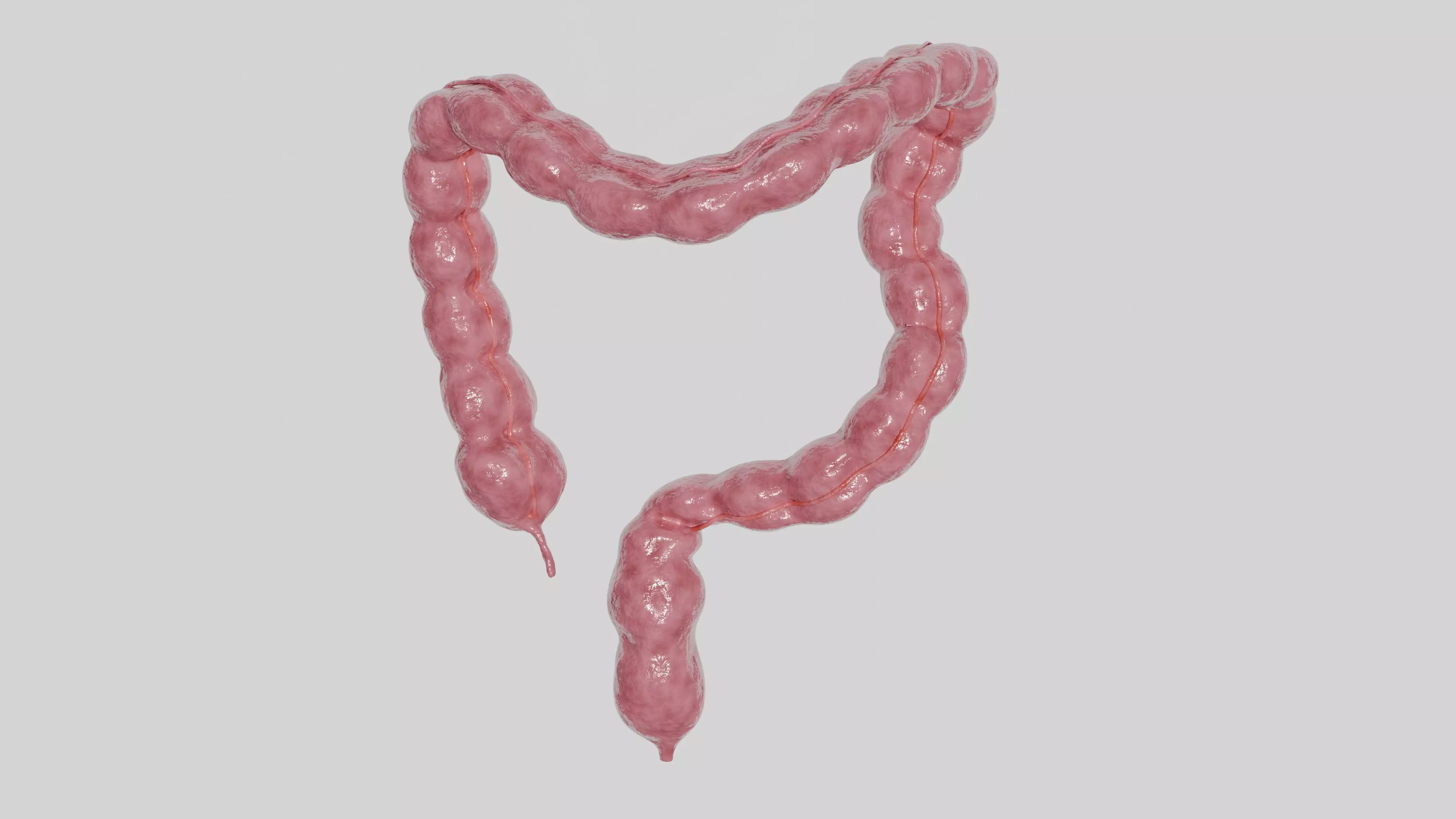 3D Model of Human Large Intestine 3D model_0