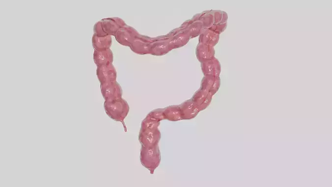 3D Model of Human Large Intestine 3D model 3D Model of Human Large Intestine 3D model