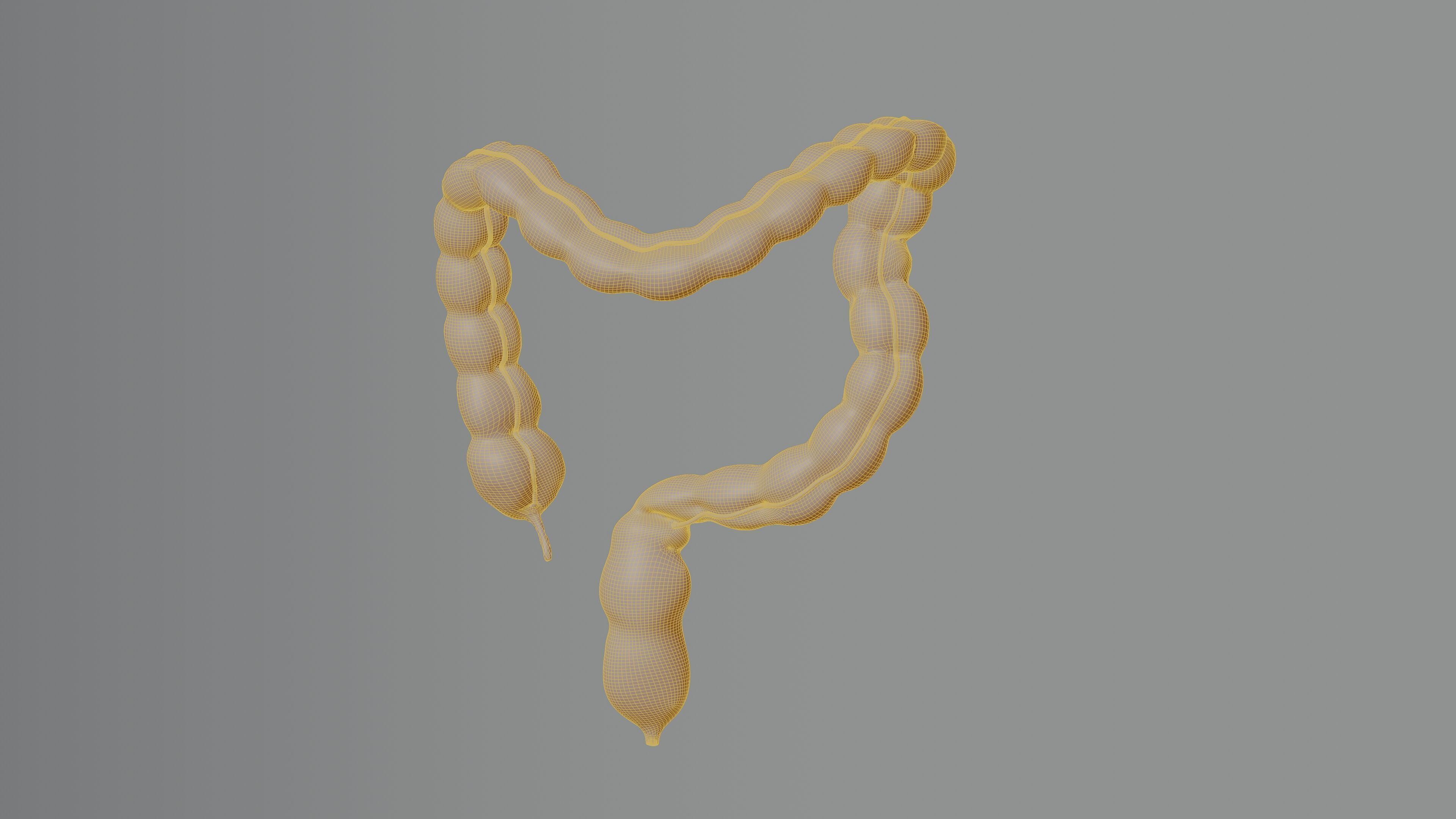 3D Model of Human Large Intestine 3D model_5