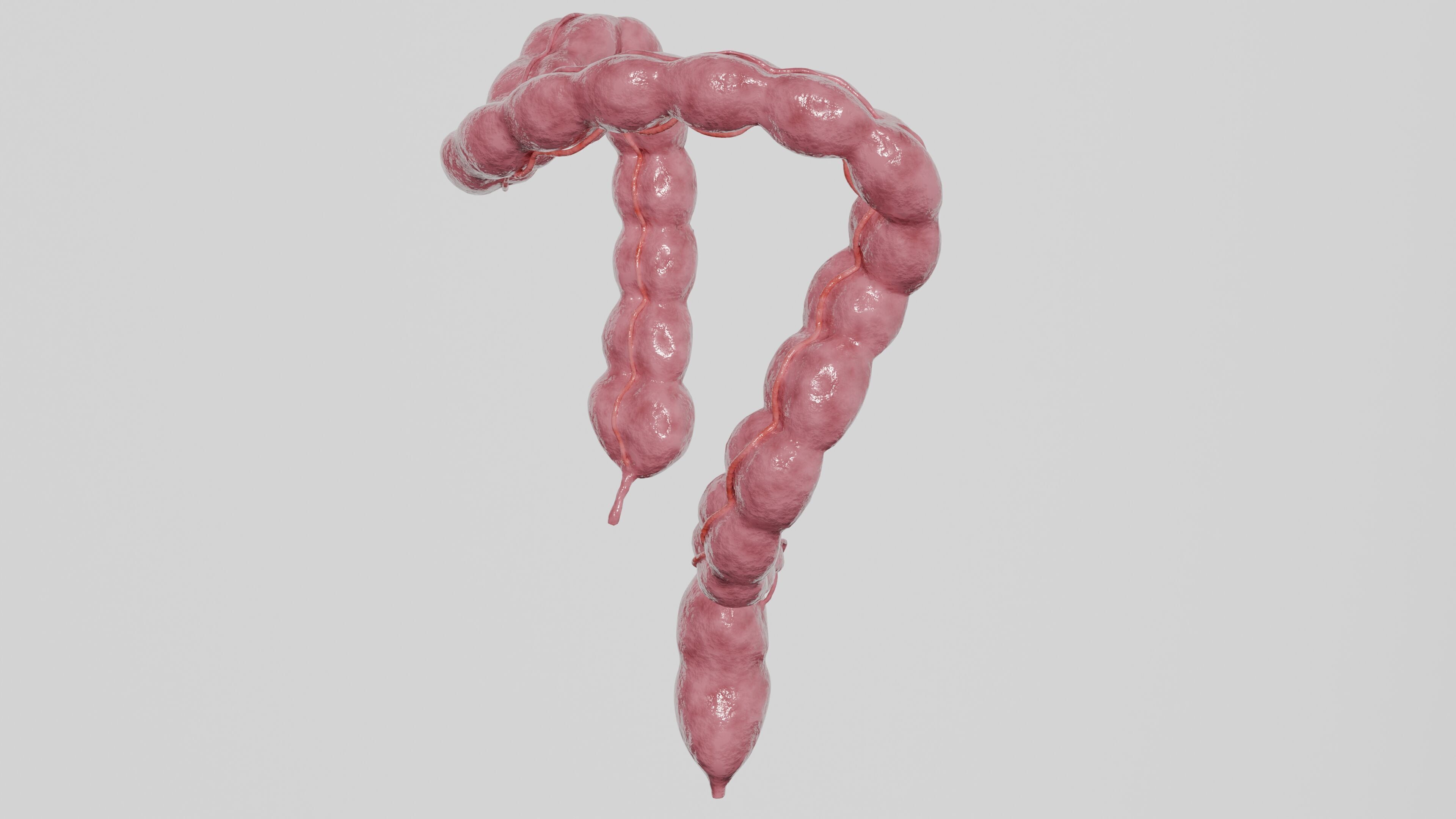 3D Model of Human Large Intestine 3D model_2