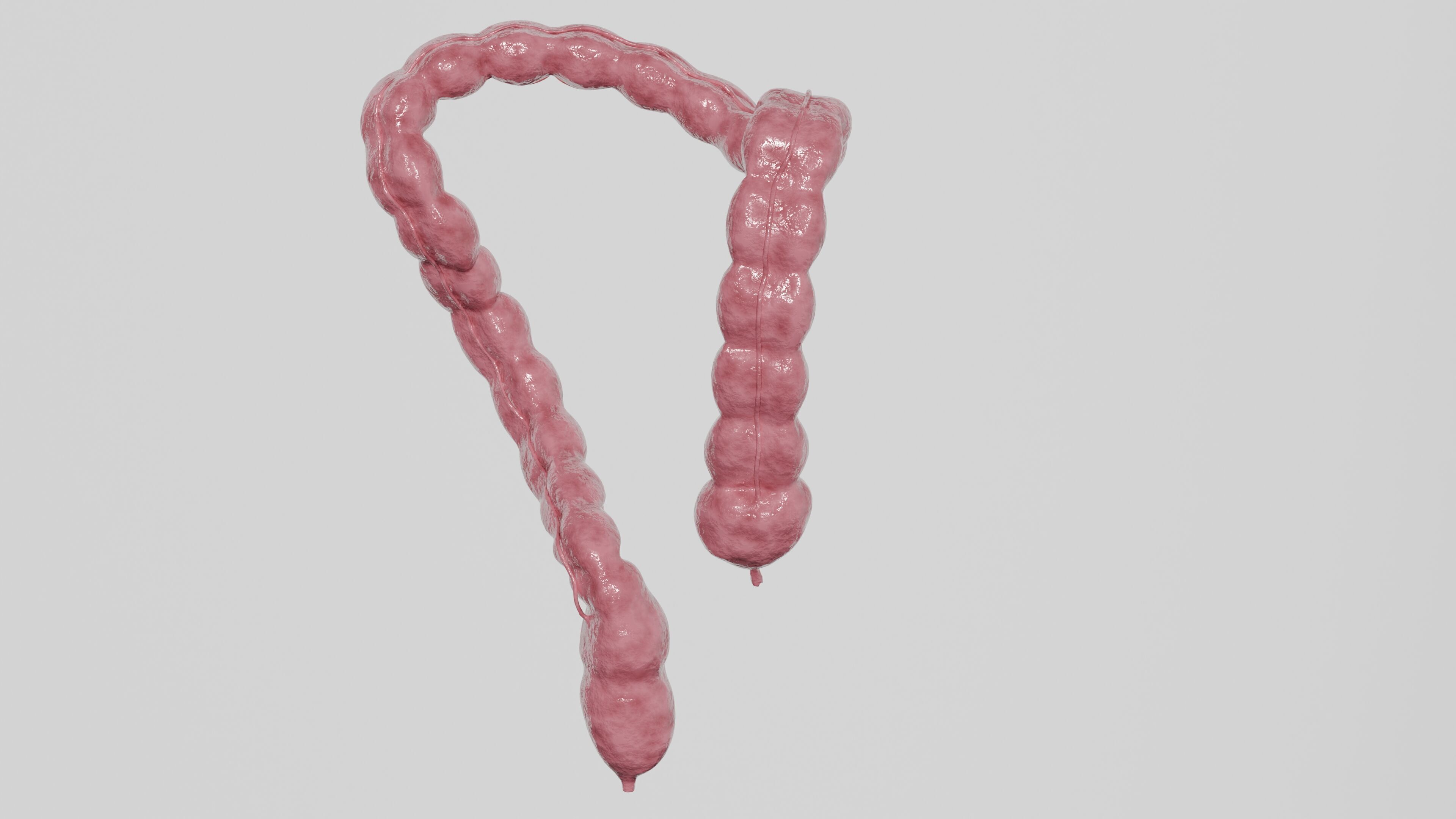 3D Model of Human Large Intestine 3D model_3