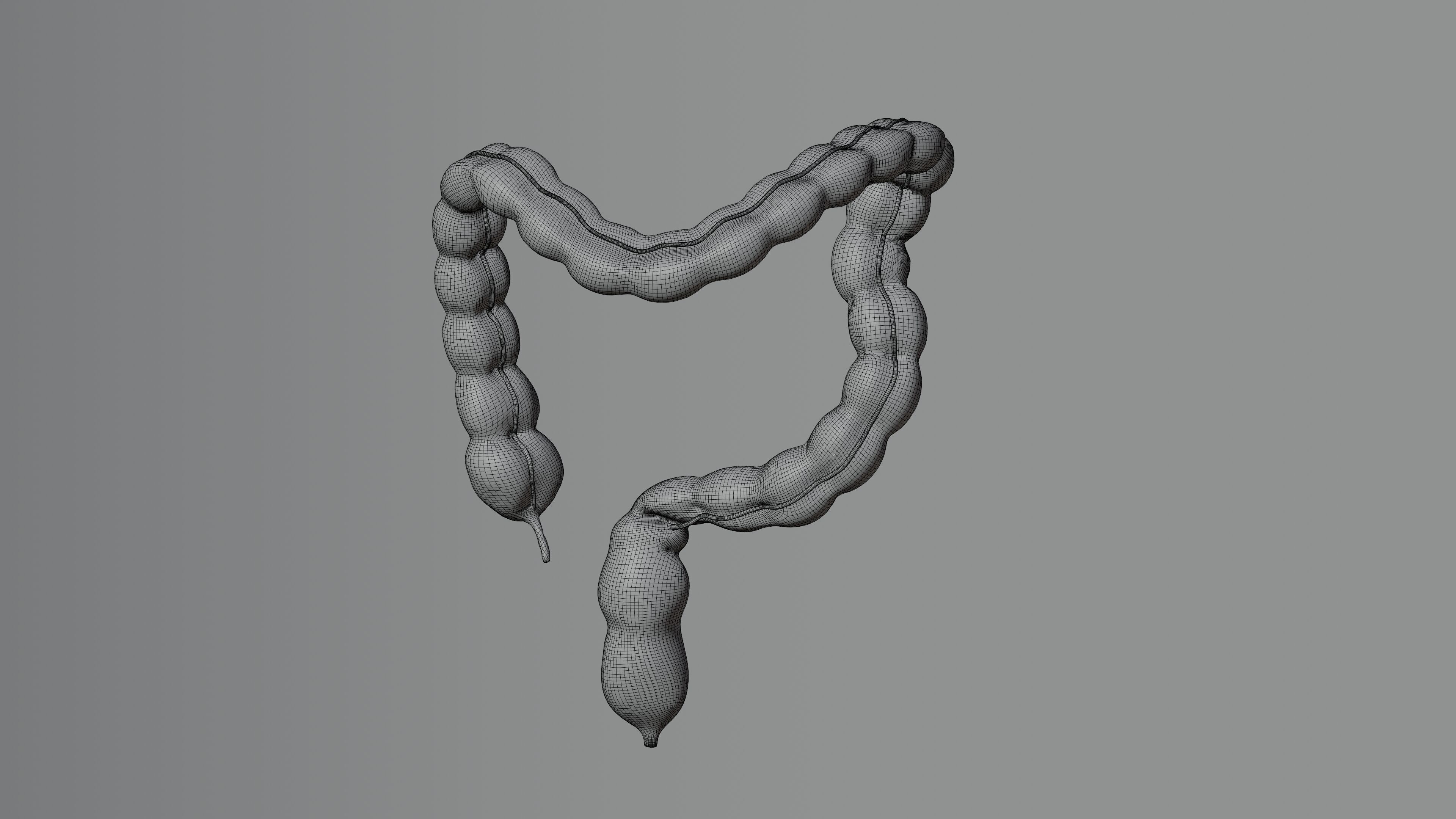 3D Model of Human Large Intestine 3D model_4