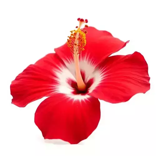 Realistic Hibiscus Flower D Model Pack Low-poly 3D model