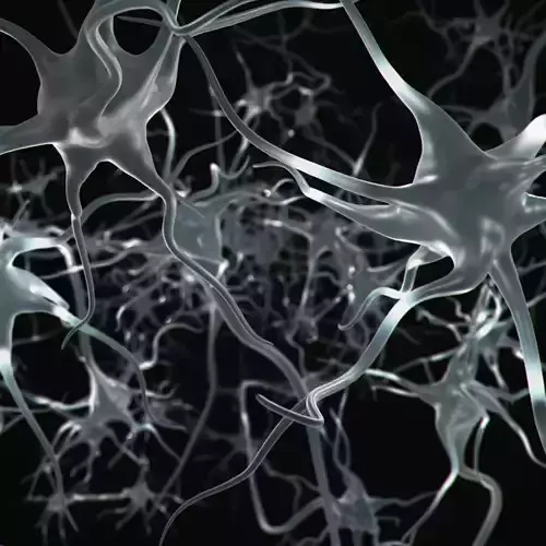 Neuron Cell 3D Model 3D model
