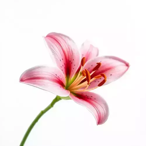 Realistic Pink Lily Flower D Model Pack Low-poly 3D model