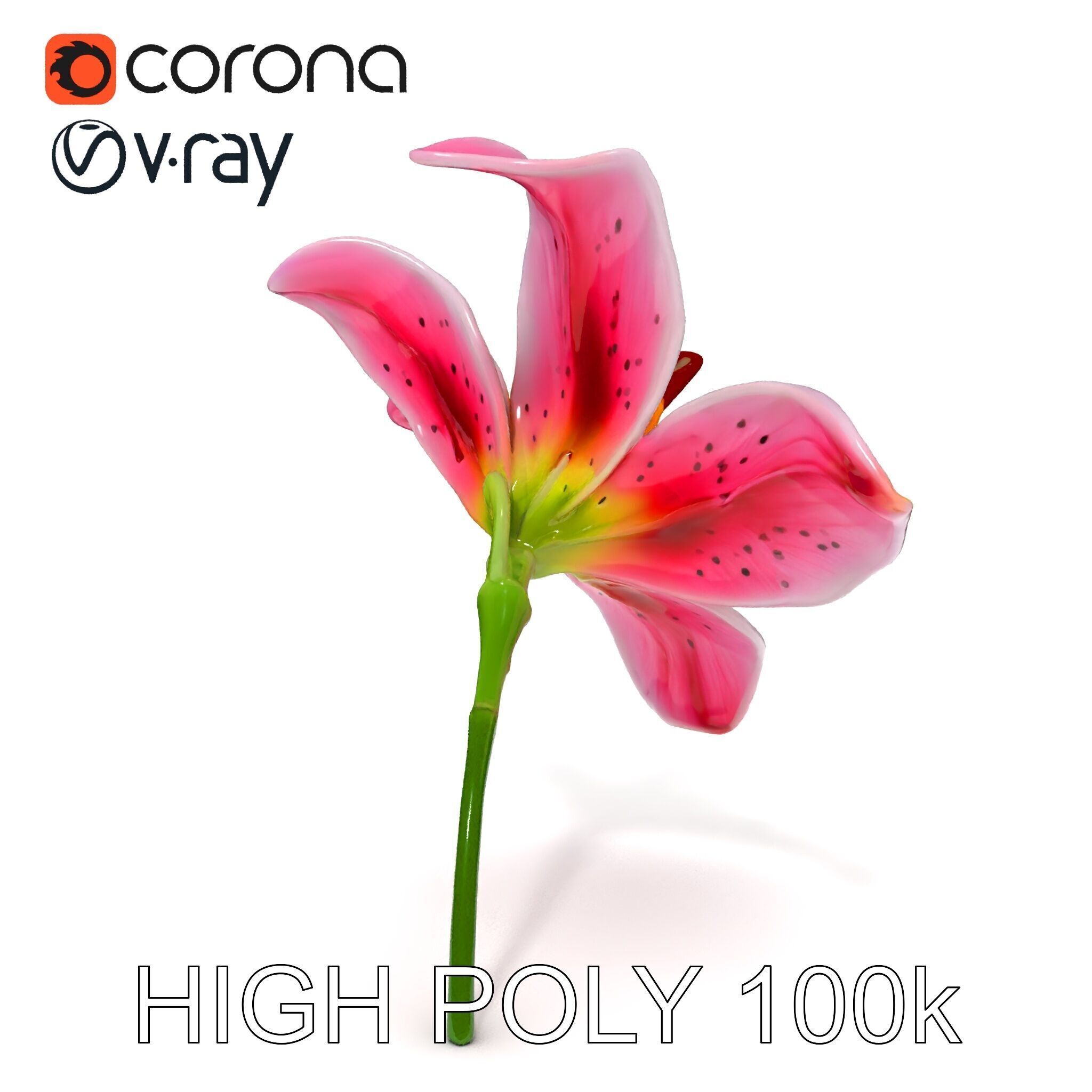 Realistic Pink Lily Flower D Model Pack Low-poly 3D model_11