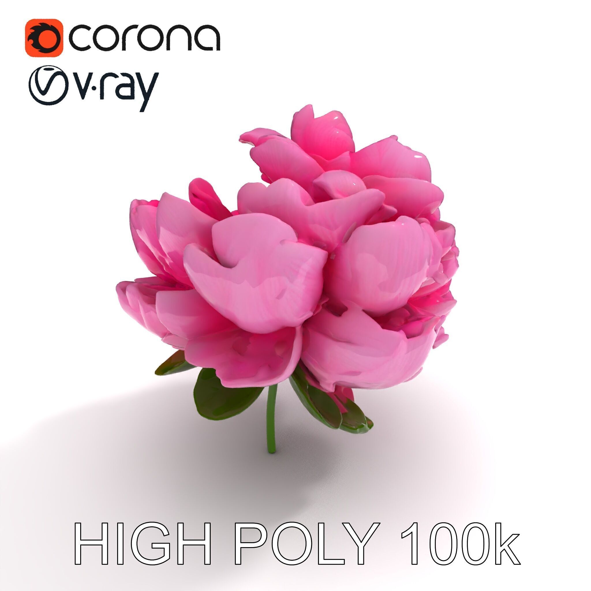 Peony Bloom D Model Pack Low-poly 3D model_28