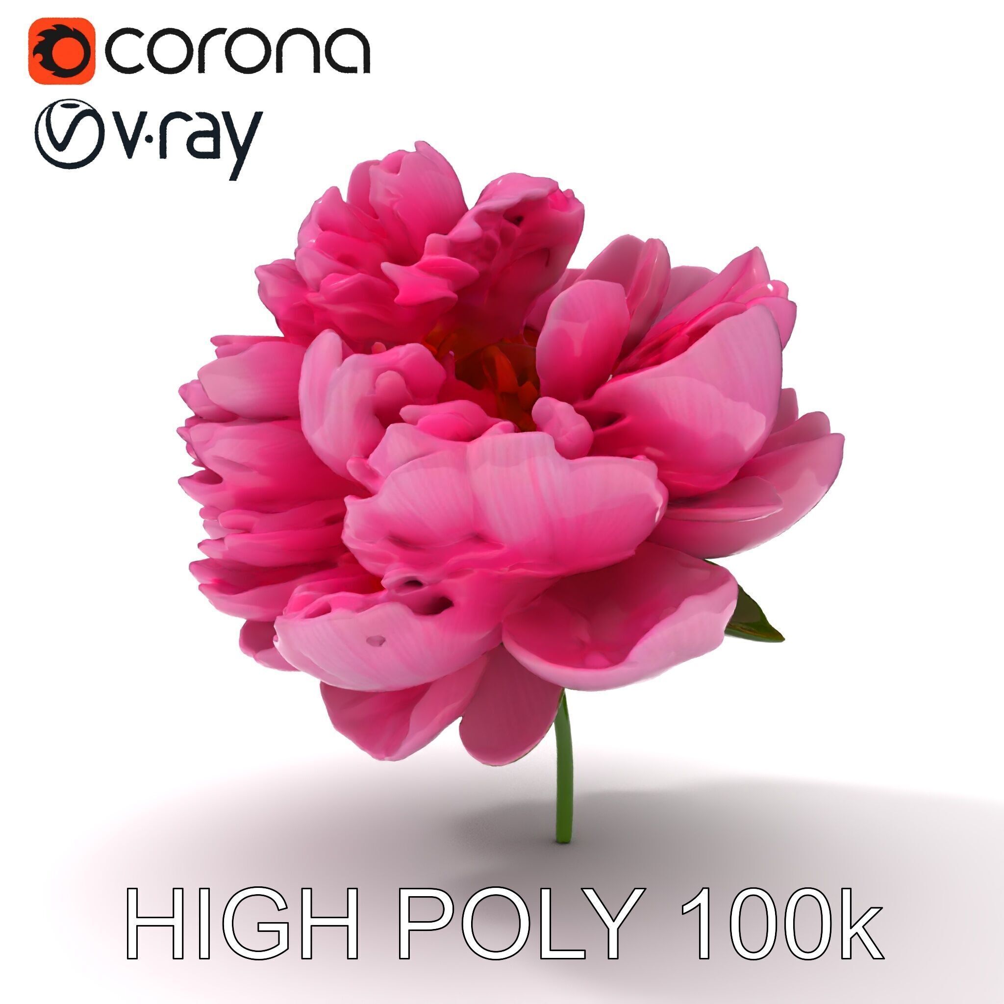 Peony Bloom D Model Pack Low-poly 3D model_35