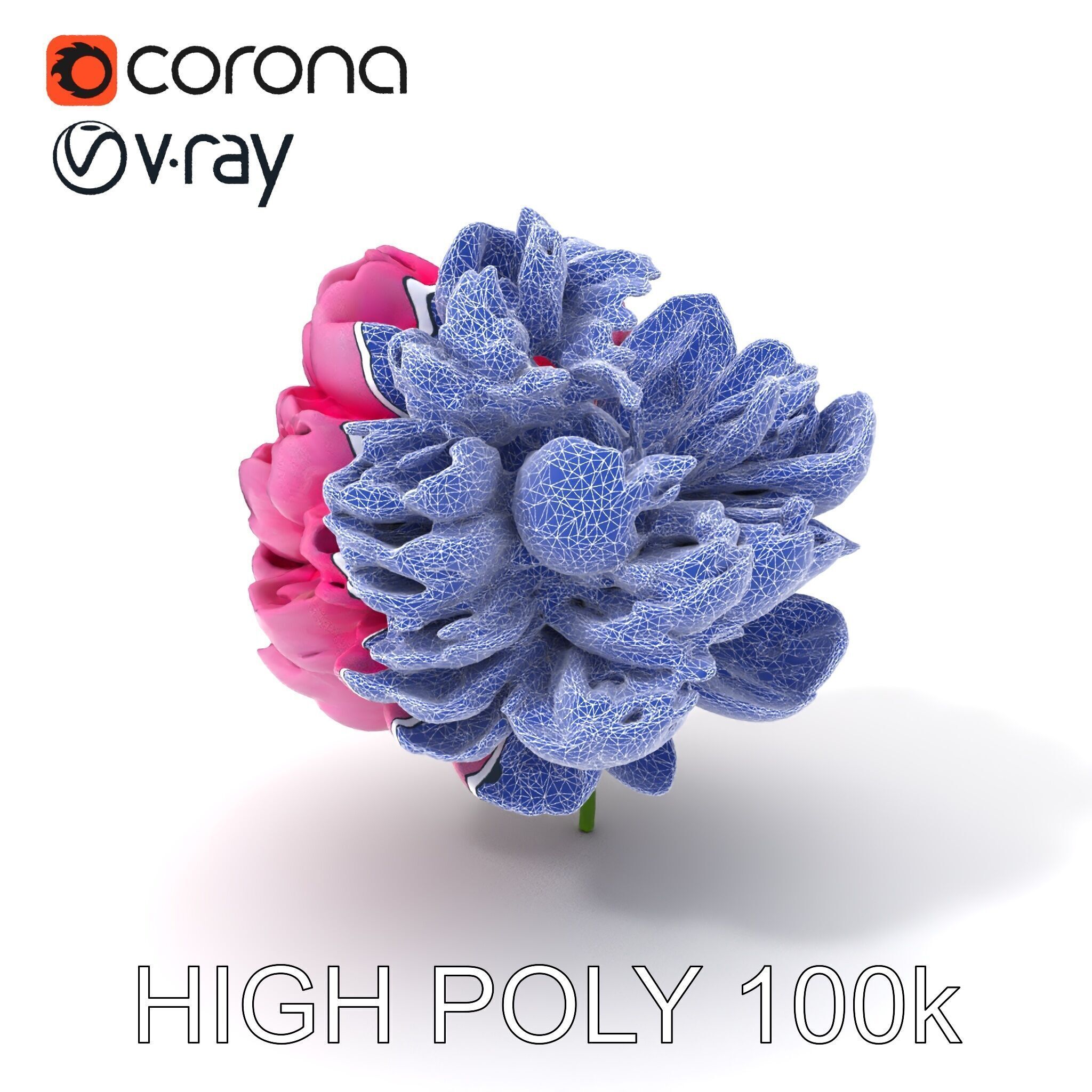 Peony Bloom D Model Pack Low-poly 3D model_4