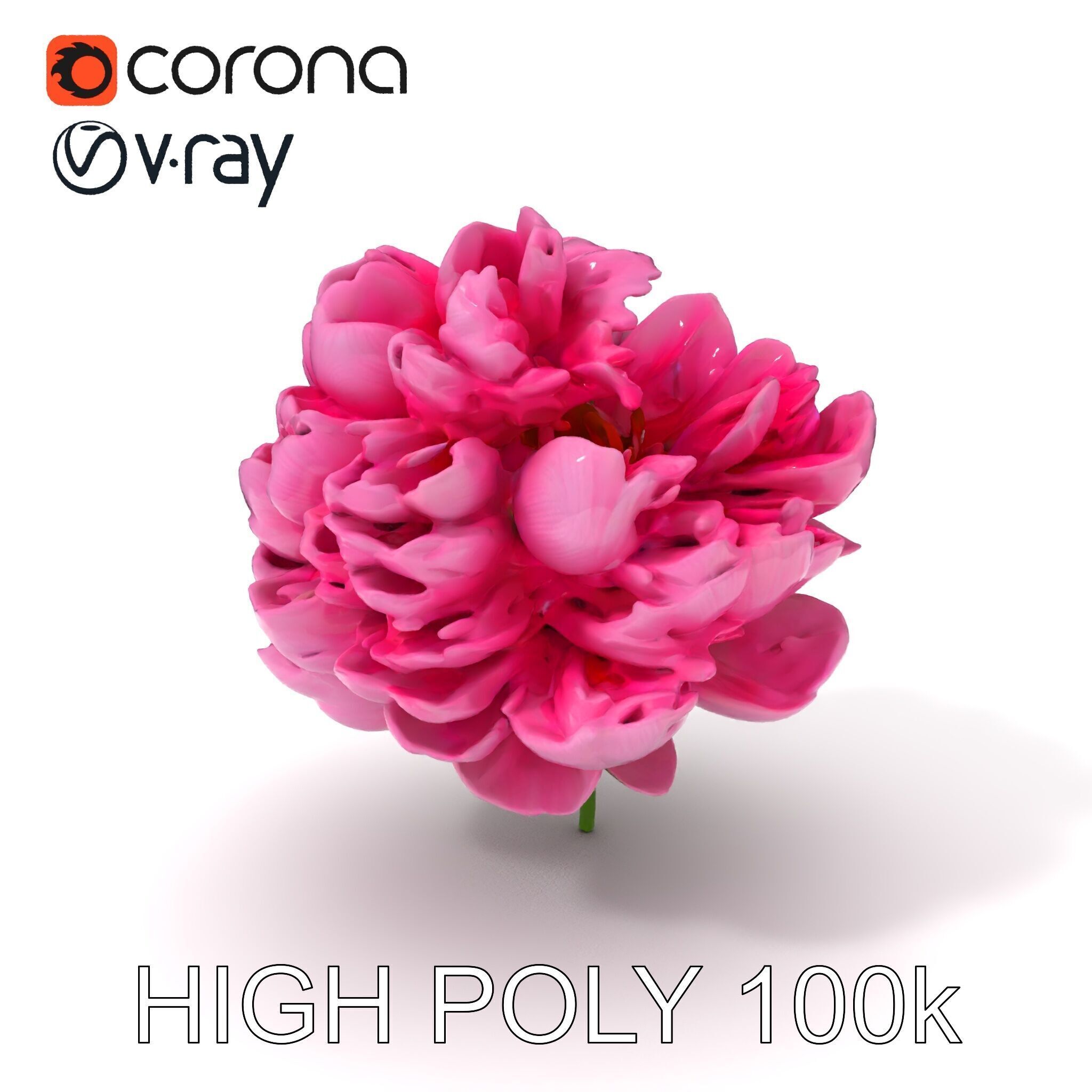 Peony Bloom D Model Pack Low-poly 3D model_33