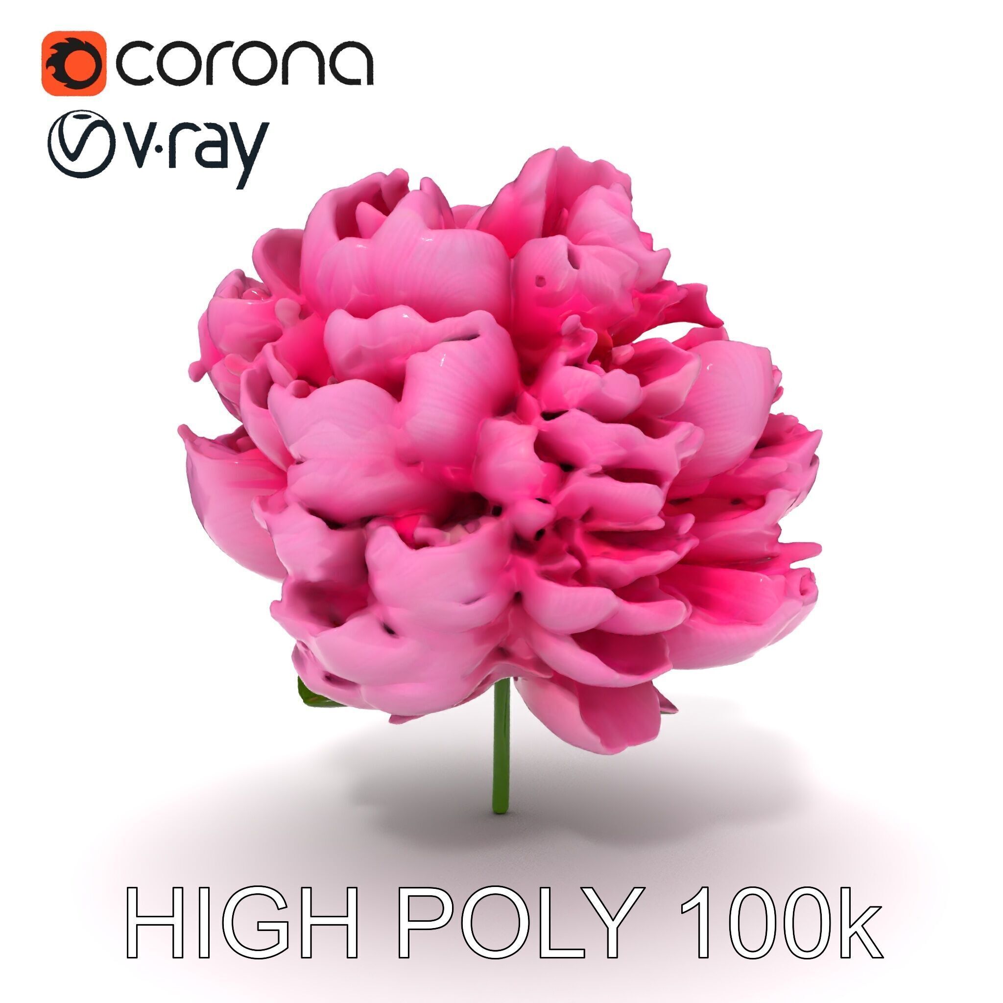 Peony Bloom D Model Pack Low-poly 3D model_19