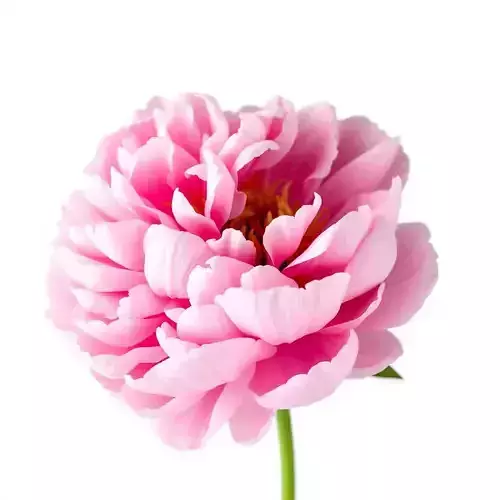 Peony Bloom D Model Pack Low-poly 3D model