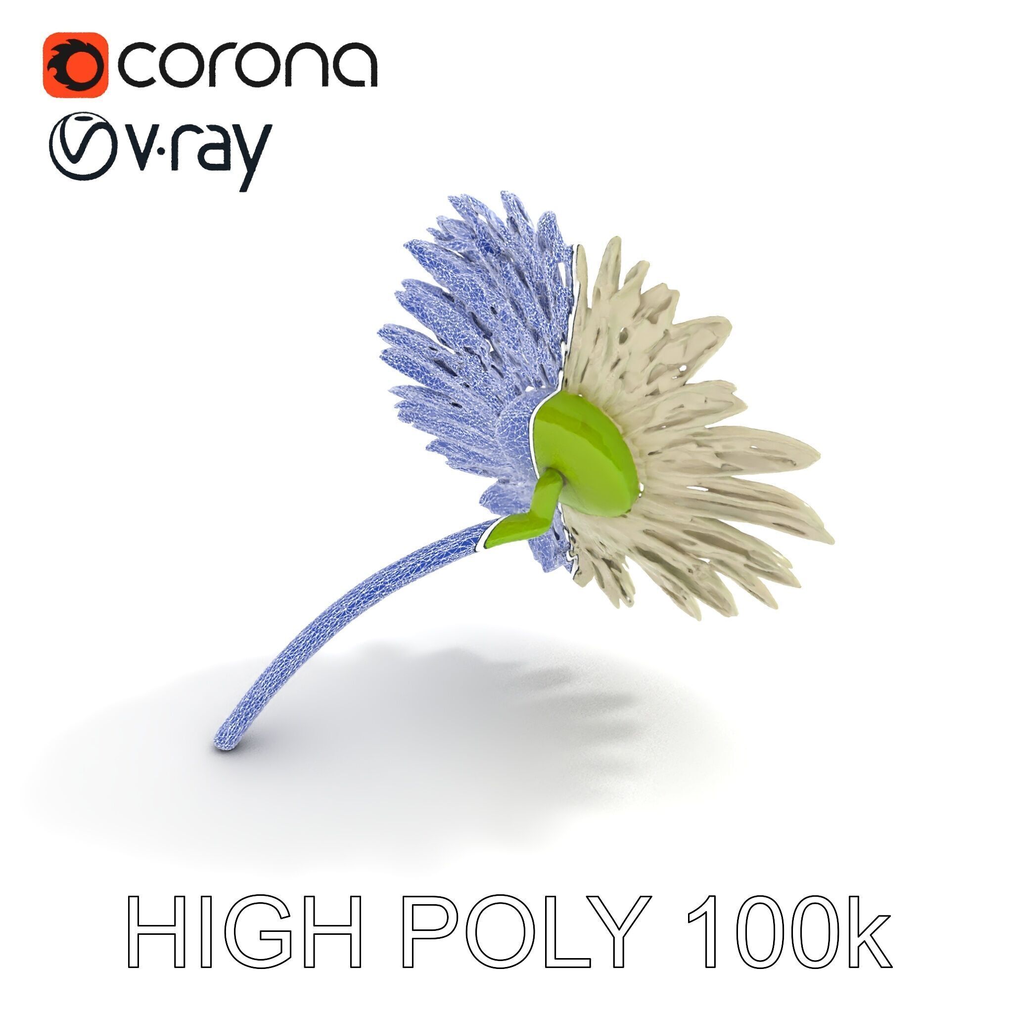 Realistic Daisy Flower Model Pack Low-poly 3D model_20