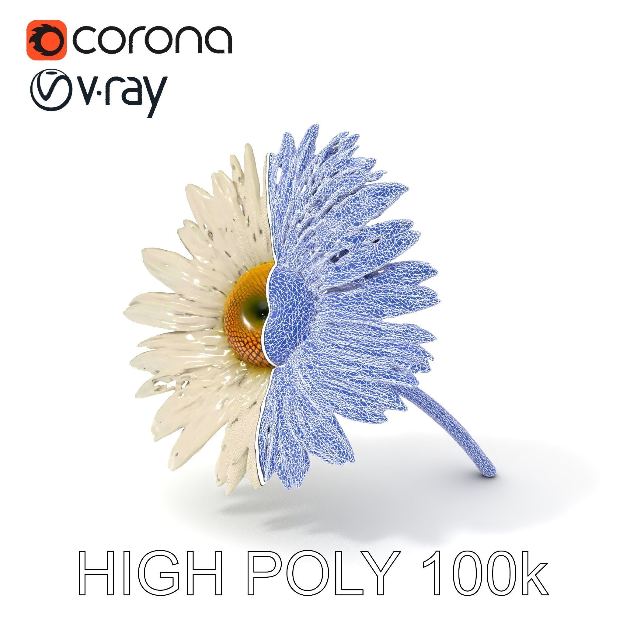 Realistic Daisy Flower Model Pack Low-poly 3D model_19
