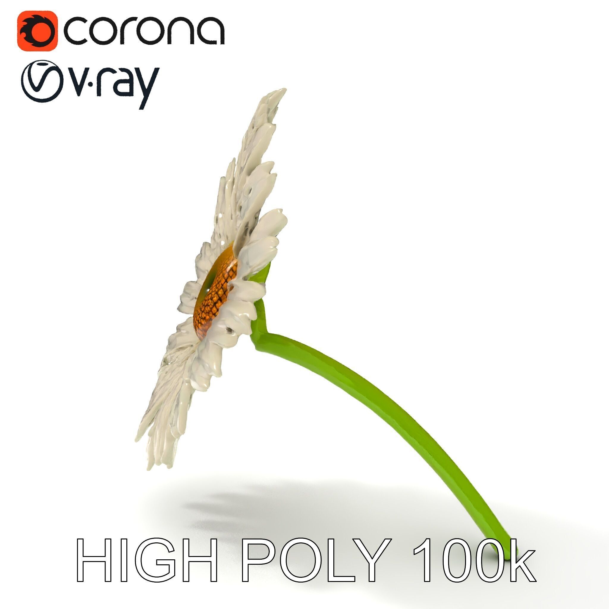 Realistic Daisy Flower Model Pack Low-poly 3D model_16