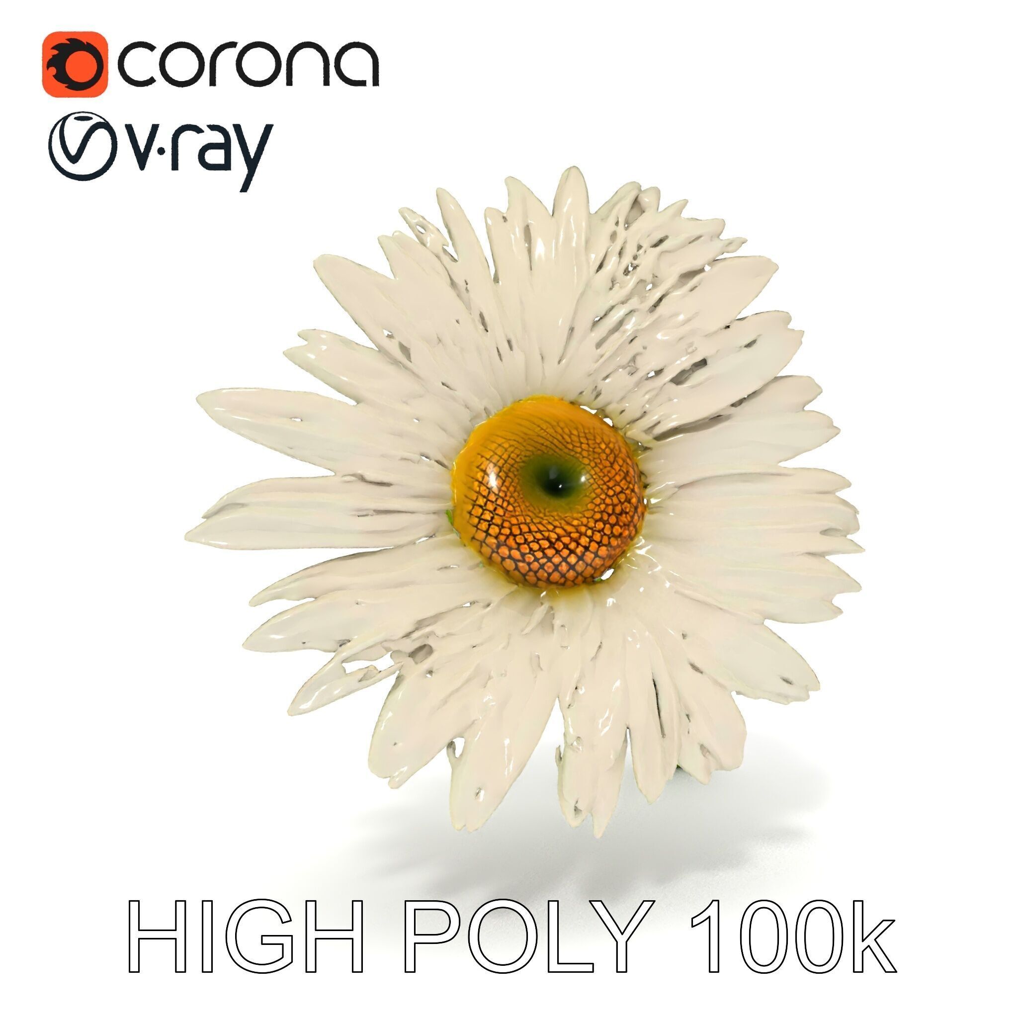 Realistic Daisy Flower Model Pack Low-poly 3D model_35