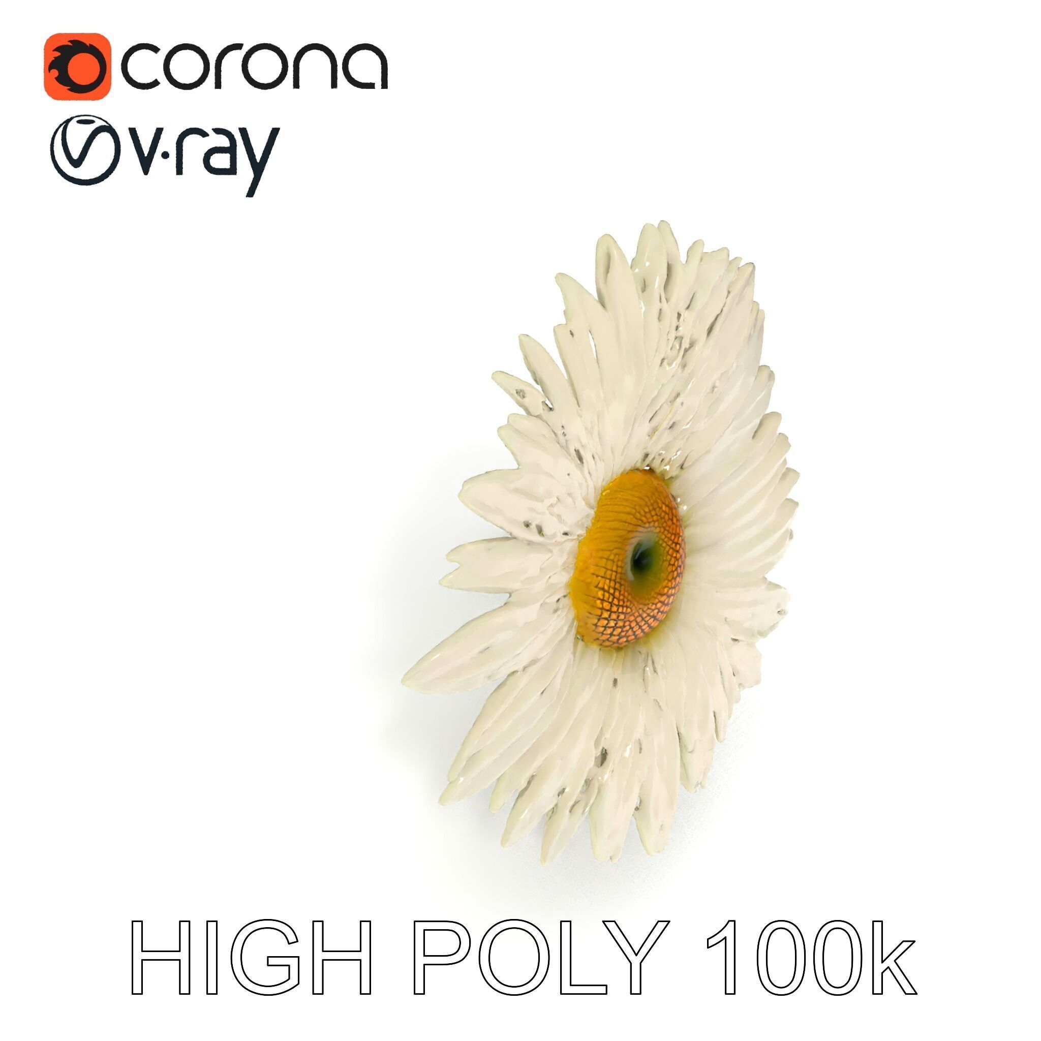 Realistic Daisy Flower Model Pack Low-poly 3D model_8