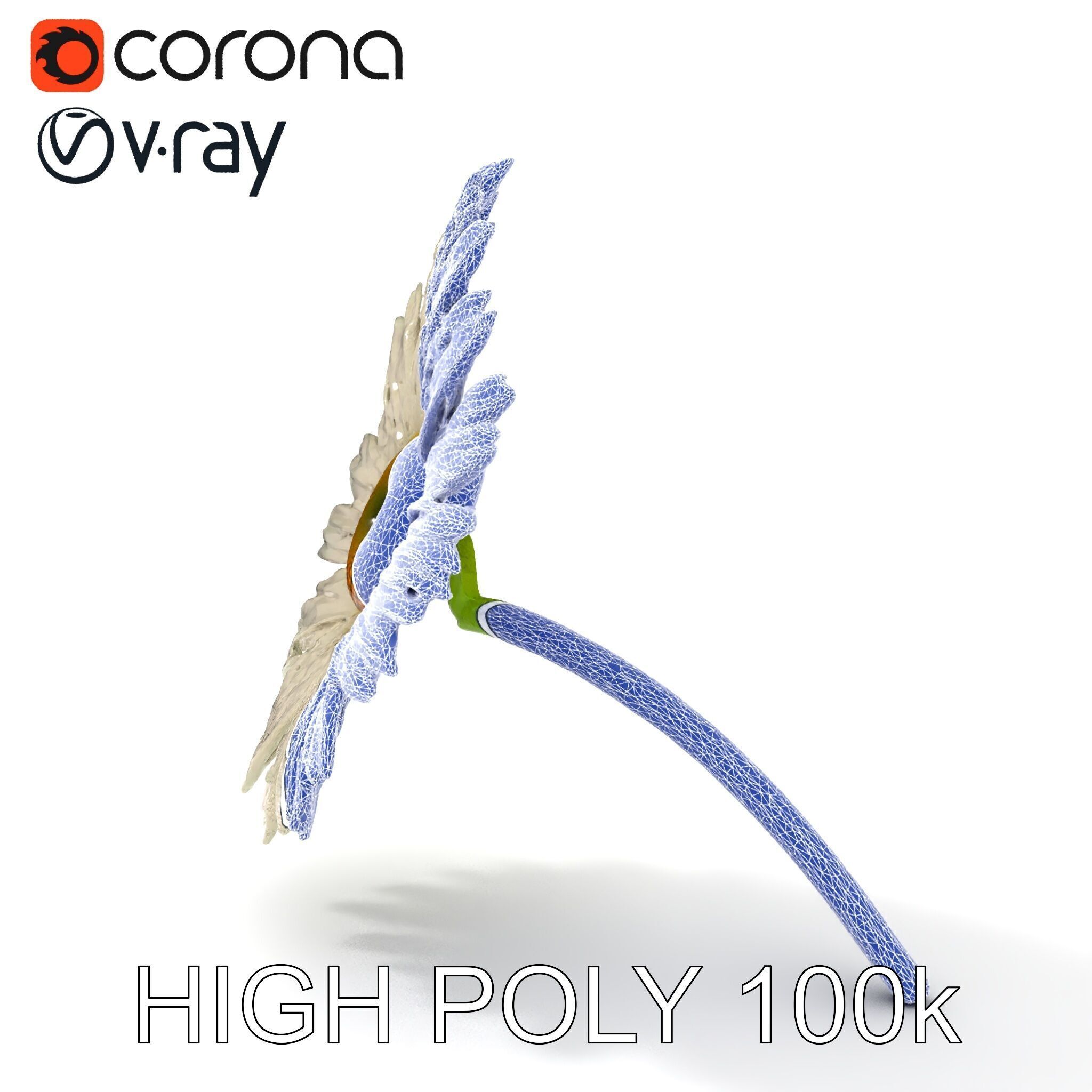 Realistic Daisy Flower Model Pack Low-poly 3D model_32