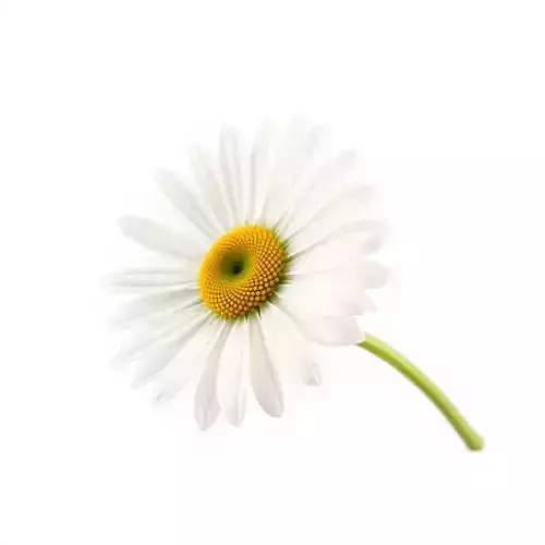Realistic Daisy Flower Model Pack Low-poly 3D model