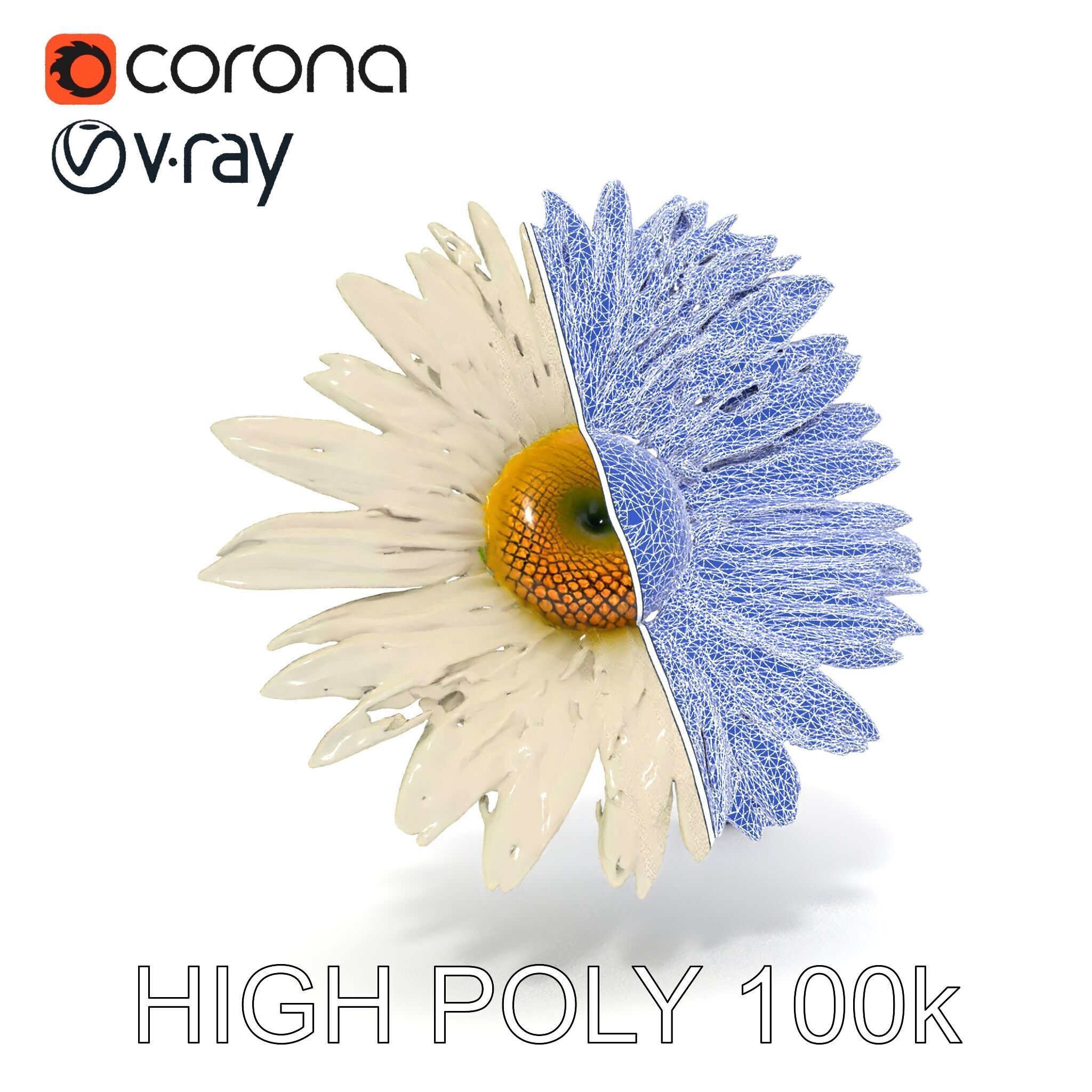 Realistic Daisy Flower Model Pack Low-poly 3D model_33