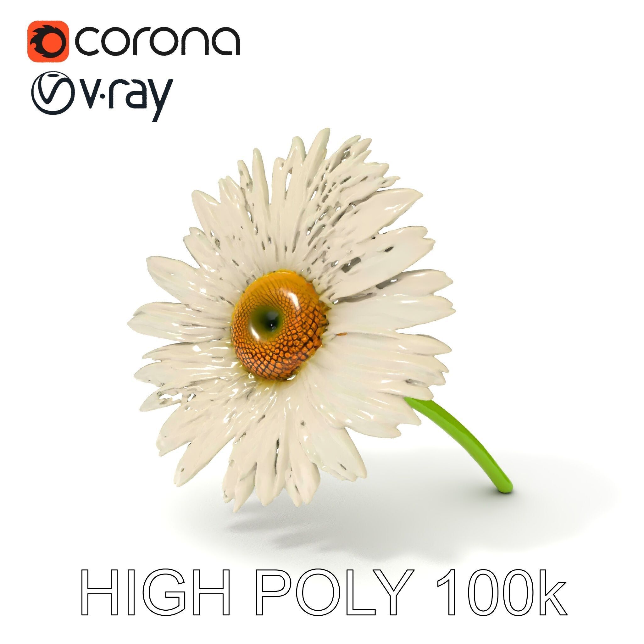 Realistic Daisy Flower Model Pack Low-poly 3D model_14