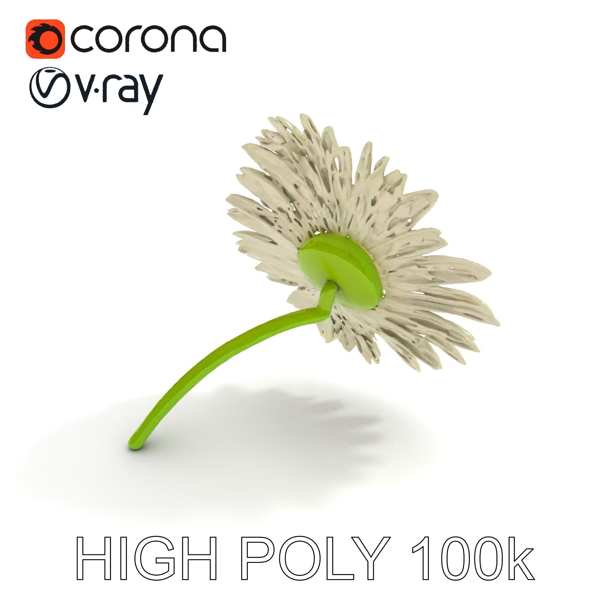 Realistic Daisy Flower Model Pack Low-poly 3D model_7