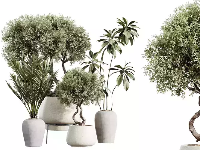 AV Indoor Plants Set 221 Olive and Palm and Ficus African Fig