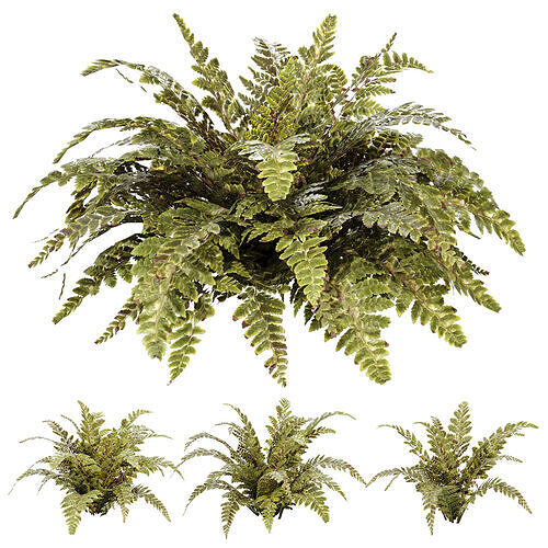 Tropical Crocodile Fern Decorative Bush 3D model