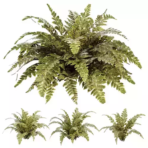 Tropical Crocodile Fern Decorative Bush